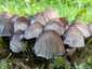 Barnapikkelyes tintagomba (Coprinopsis romagnesiana), Budapest
